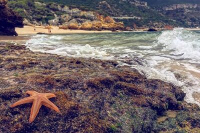 Arrabida Safari – Europe's Most Beautiful Beach & Hidden Gems - Parque Natural da Arrábida: cork trees, old farms, and a snack with sea views