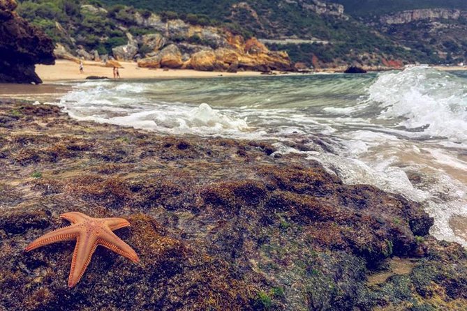 Arrabida Safari – Europe's Most Beautiful Beach & Hidden Gems - Parque Natural da Arrábida: cork trees, old farms, and a snack with sea views