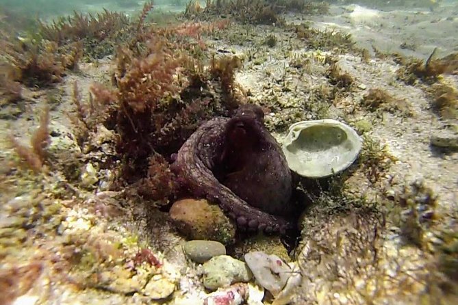 Arrábida Snorkeling Adventure with Transfer from Lisbon - Price and value: what $96.02 is buying you