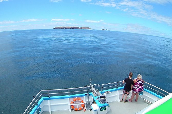 Berlengas Island Catamaran Tour - Round Trip - Wildlife Chances: Dolphins, Sea Views, and What Affects Visibility