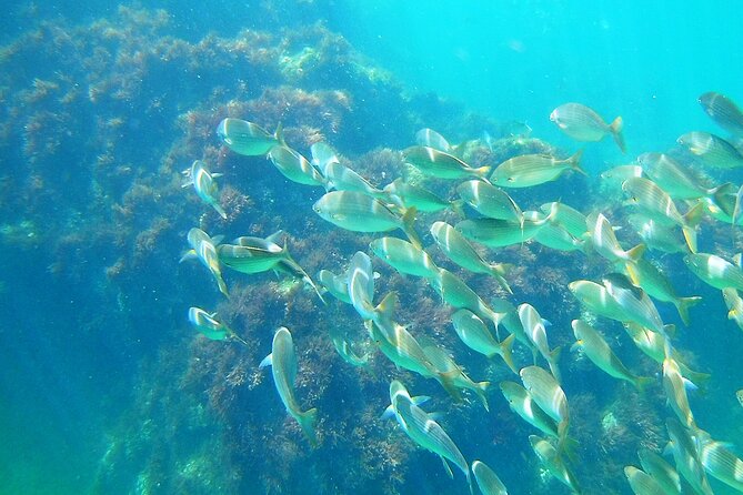 Berlengas Island Catamaran Tour + Snorkeling - Who this tour suits best (and who should pass)