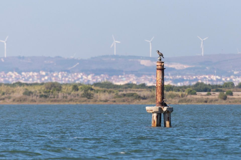 Birdwatching Boat Tour in the Tagus Estuary - Key highlights you’ll feel right away
