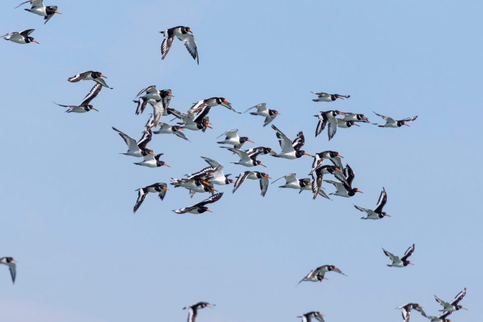 Birdwatching Boat Tour in the Tagus Estuary - Lisbon’s birdwatching setting: the Tagus Estuary near the city
