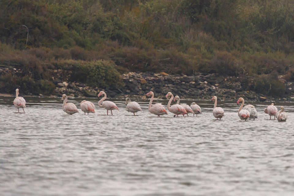 Birdwatching Boat Tour in the Tagus Estuary - From the marina to the estuary: passing the 25th of April Bridge
