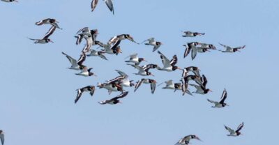 Birdwatching Boat Tour in the Tagus Estuary - Meet at Doca de Santo Amaro (Gate 3): quick start, clear reference point