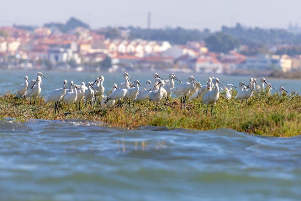 Birdwatching Boat Tour in the Tagus Estuary - What you might spot: species range and what it signals
