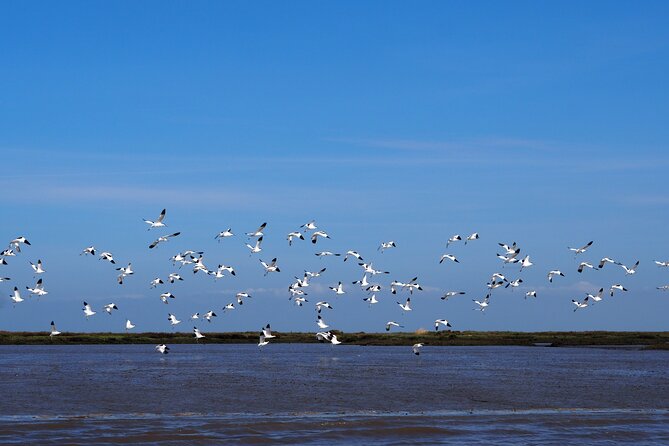 Boat Tour - Bird Observation in the Tejo Nature Reserve - Tagus Estuary 101: Why This Part of Lisbon Feels Like a Nature Channel