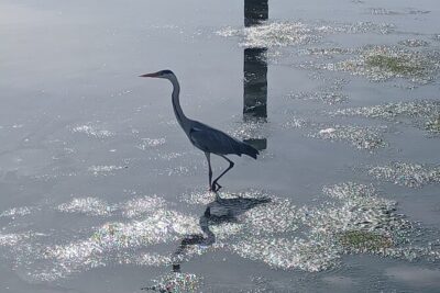 Boat Tour - Bird Observation in the Tejo Nature Reserve - Meet Carlos Cera: Your Guide Makes the Difference