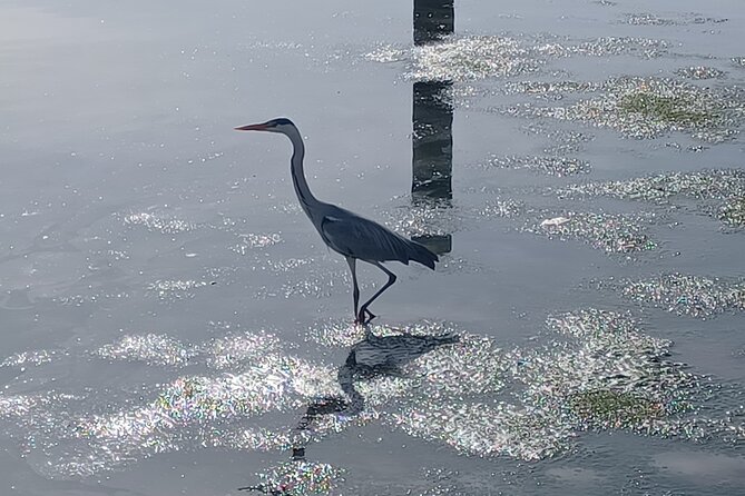 Boat Tour - Bird Observation in the Tejo Nature Reserve - Meet Carlos Cera: Your Guide Makes the Difference