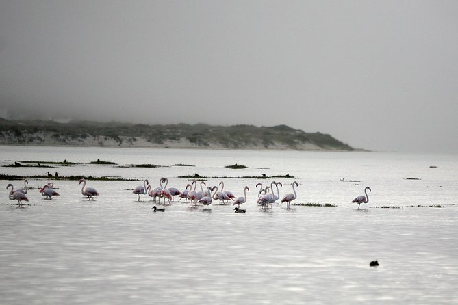 Boat tours in the Óbidos Lagoon - Fauna, Flora, and Binocular Tips for Seeing More Than Water