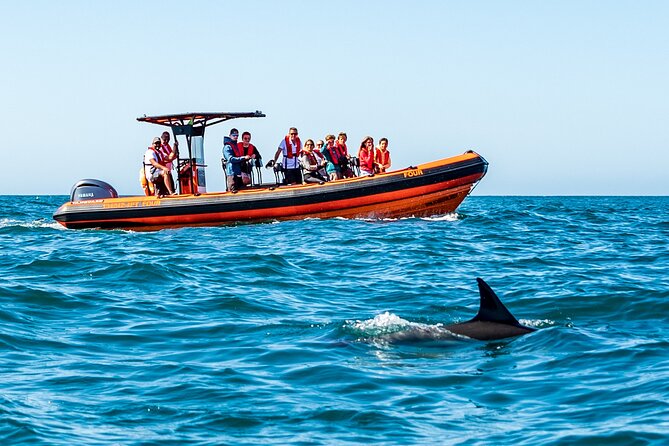 Cascais coast: Dolphin watching - From Marina de Cascais to the Open Water: How the start sets the tone