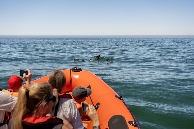 Cascais coast: Dolphin watching - What’s included in the ticket: More value than you think