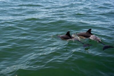Cascais coast: Dolphin watching - Safety-first and animal-respect: The viewing rules that make it work
