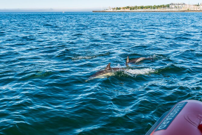 Cascais coast: Dolphin watching - The real rhythm of the 2-hour dolphin cruise