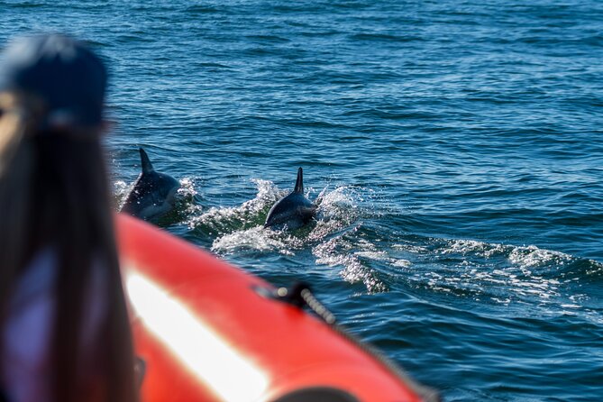 Cascais coast: Dolphin watching - Dolphins are not guaranteed: How to set expectations the right way