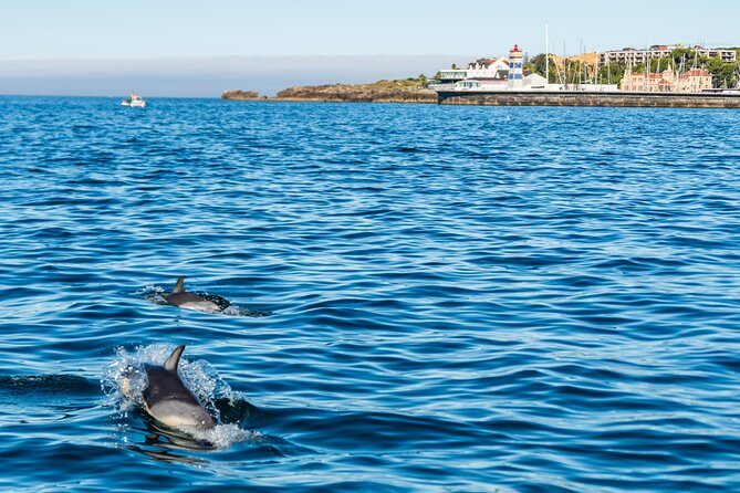 Cascais coast: Dolphin watching - Best ways to enjoy your sighting moments