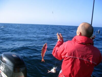 Cascais Deep-Sea Fishing Trip - What you can catch in Cascais bay (and how to think about it)