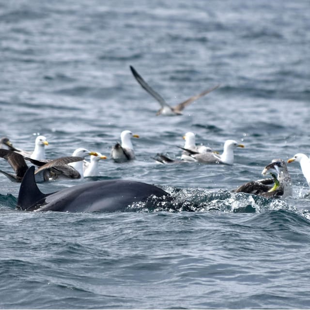 Cascais: Dolphin Watching Speedboat Tour - Why Cascais Makes This Dolphin Tour Feel Practical