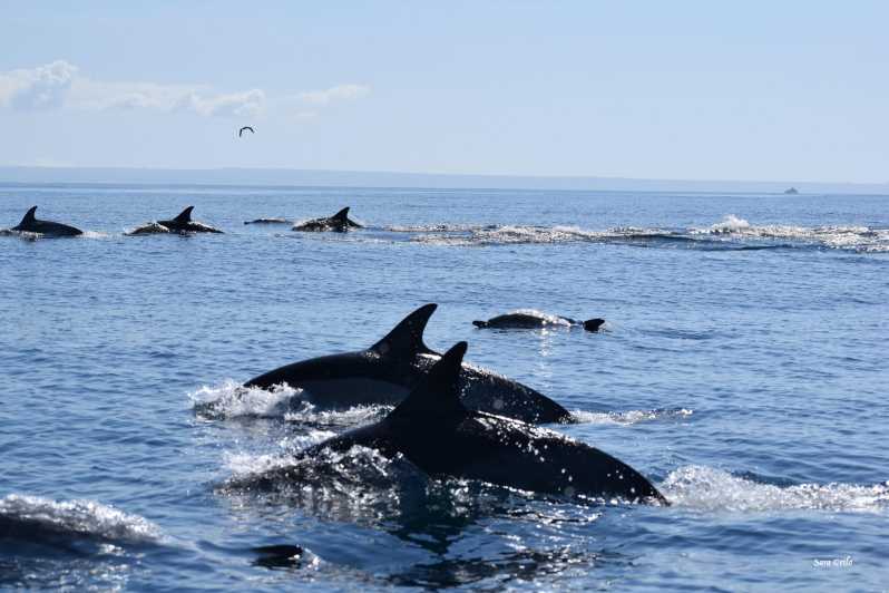 Cascais: Dolphin Watching Speedboat Tour - What Wildlife You Can Actually Hope to See