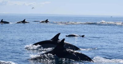 Cascais: Dolphin Watching Speedboat Tour - The 2-Hour Loop: Speedboat Run, Secret Stop, and Real Viewing Time