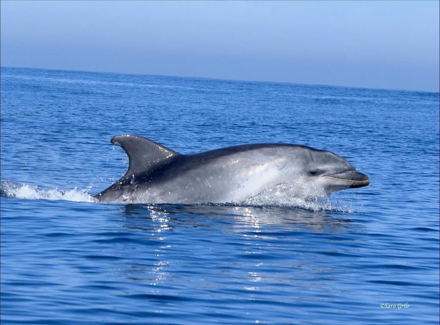 Cascais: Dolphin Watching Speedboat Tour - Price and Value: Is $76 Reasonable for 2 Hours?