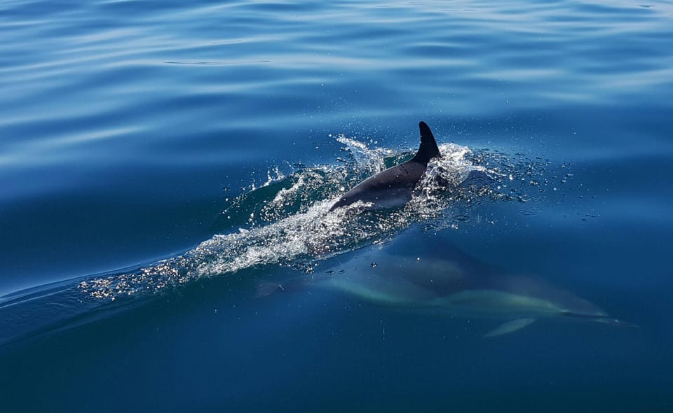 Cascais: Dolphin Watching Speedboat Tour - Comfort, Safety, and Small Details That Matter