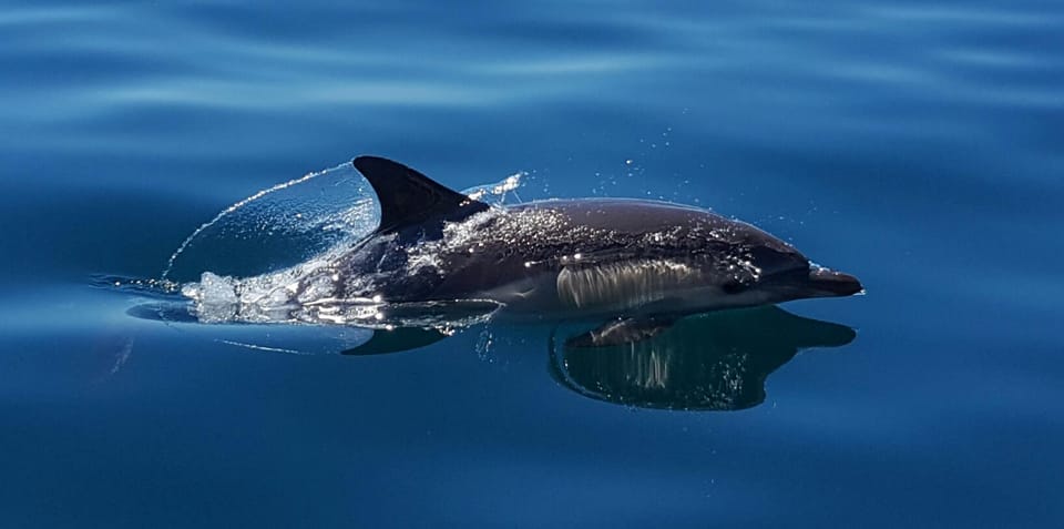 Cascais: Dolphin Watching Speedboat Tour - Best Time to Go: Morning Usually Wins