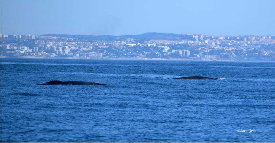 Cascais: Dolphin Watching Speedboat Tour - How to Find the Pier (Cascais Marina, Pier M, Trium Side)