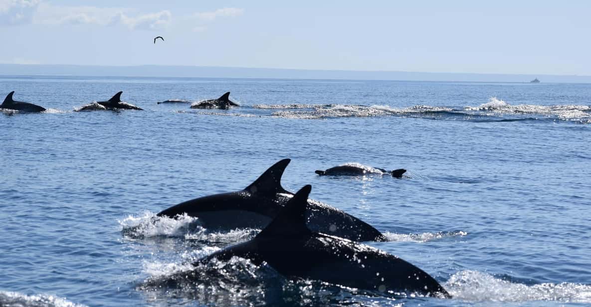 Cascais: Dolphin Watching Speedboat Tour - The 2-Hour Loop: Speedboat Run, Secret Stop, and Real Viewing Time