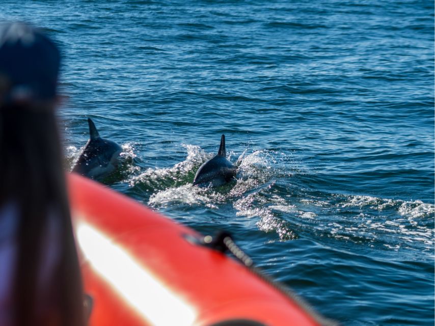 Cascais: Dolphin Watching Tour - The Dolphin-Watching Moment: What It Feels Like to See Them Close