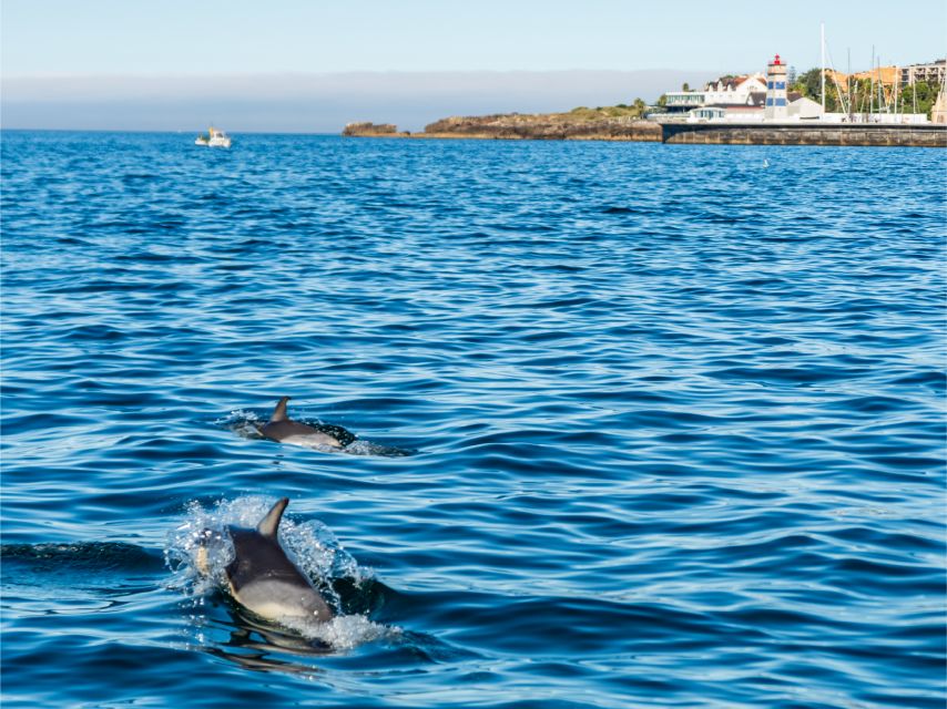 Cascais: Dolphin Watching Tour - Views Along the Cascais and Estoril Coast: Dolphins Aren’t the Only Wow