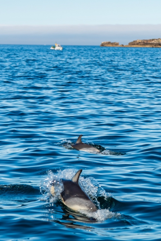 Cascais: Dolphin Watching Tour - Departure Timing: Why Mornings Tend to Work Best
