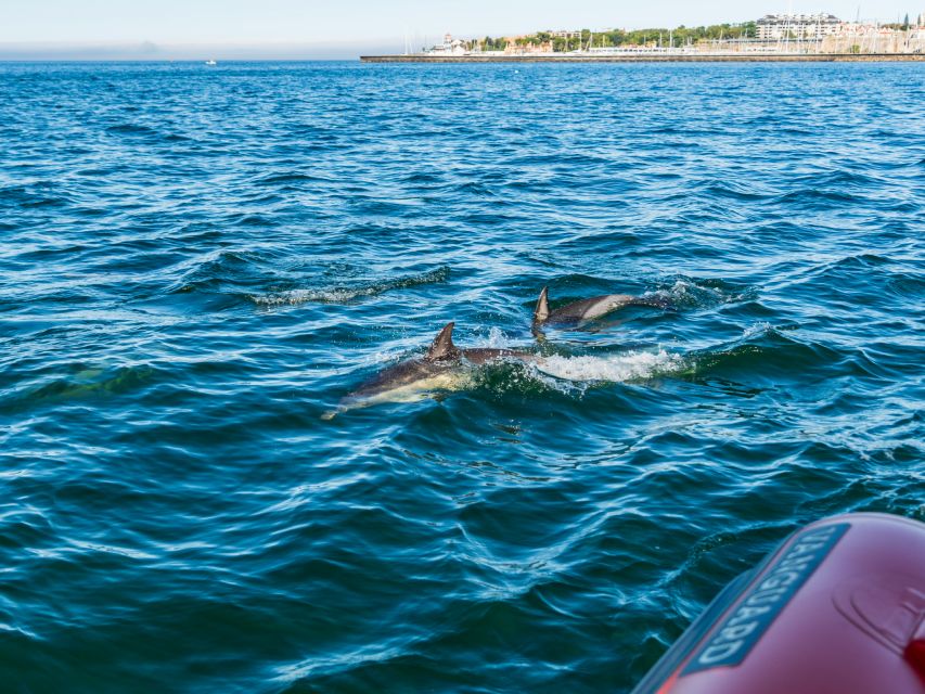 Cascais: Dolphin Watching Tour - Heading Out From Cascais: How the Crew Chooses the Right Moments