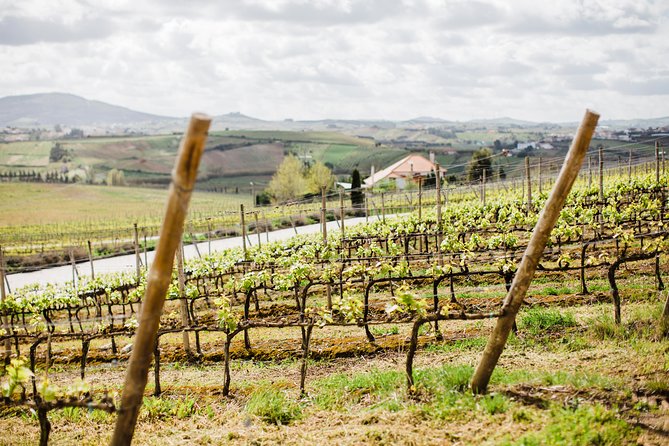 Day trip Lisbon Wine Tasting - Private tour - Why This Lisbon Wine Day Beats DIY (Even If You Rent a Car)