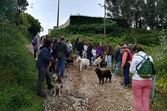 Discover Sintra's Hidden Trails: A Unique Hiking Experience - Hitting the trails instead of another bus circuit