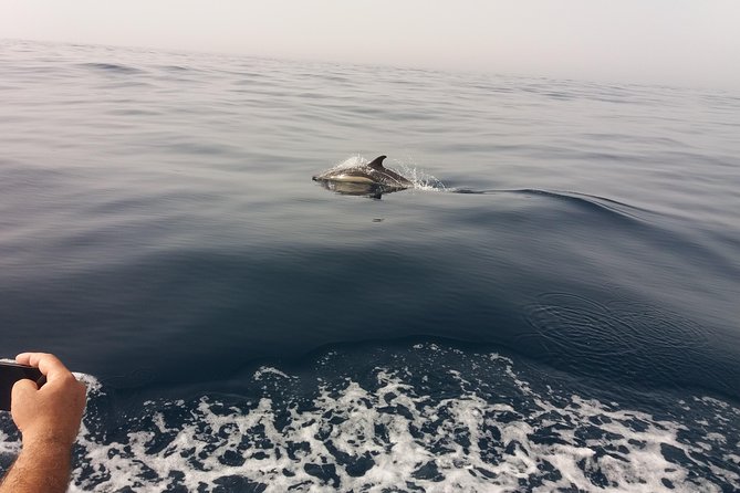 Dolphin Route - Key highlights to know before you go