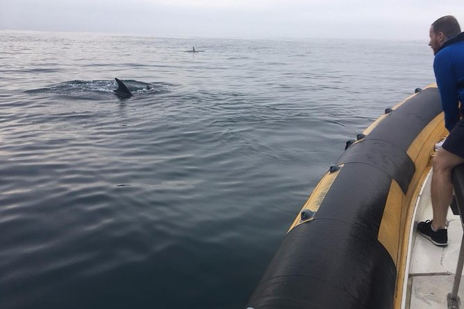 Dolphin Route - Dolphin Route from Peniche: the simple pitch