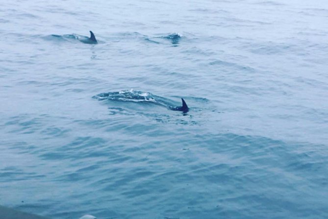 Dolphin Route - Cabo Carvoeiro: the stop that makes the scenery feel earned