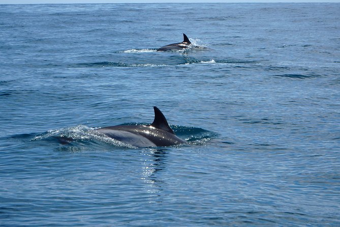 Dolphin Route - Price and value: what $54.22 buys you in real terms