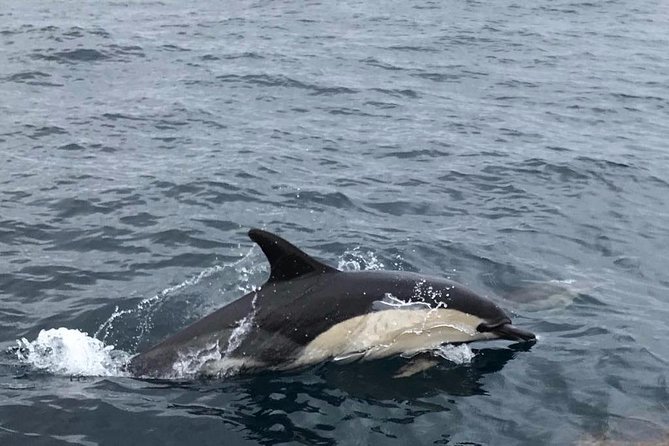 Dolphin Route - Wildlife reality check: why dolphins aren’t guaranteed