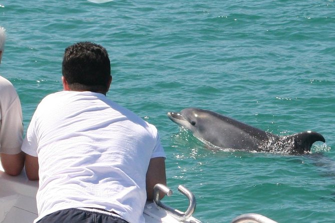 Dolphin Watching in the Wild - Half Day - Key Highlights You’ll Feel on This Tour
