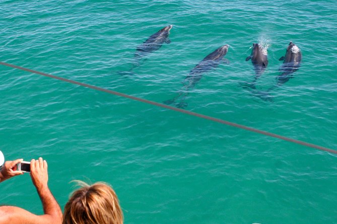 Dolphin Watching in the Wild - Half Day - From Lisbon to Sado: The Simple Setup That Helps