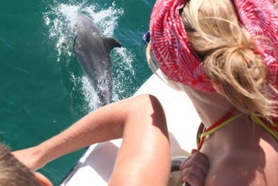 Dolphin Watching in the Wild - Half Day - The Drive South Through Portugal’s Real Workday