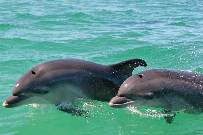 Dolphin Watching in the Wild - Half Day - Smart Casual, Comfort, and What to Bring