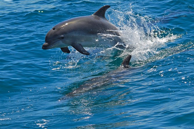 Dolphin Watching in the Wild - Half Day - The Guide Experience: Translation, Tone, and Group Flow