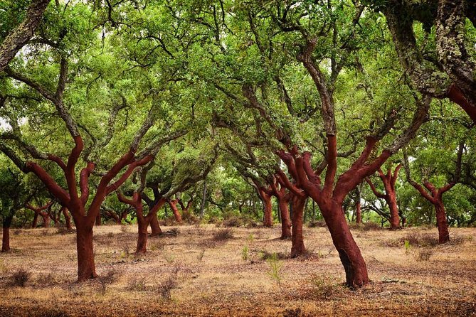 Evora & Alentejo Wines: A Journey Through History and Flavors - The Palace and Former Convent Stop: A Calm End to the Walking