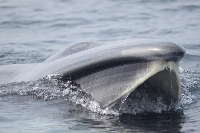 Feathers & Scales - What you’re really hunting: dolphins, seabirds, and seasonal whales