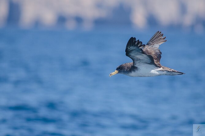 Feathers & Scales - How Captain Vasco’s team works: a real search, not a script