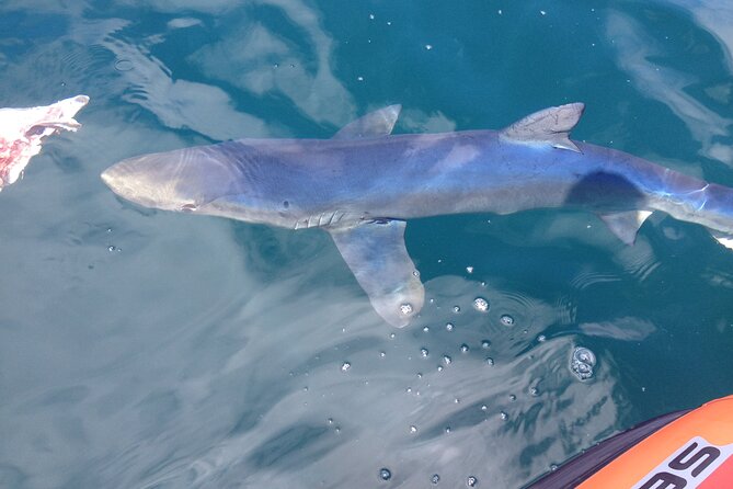 Feathers & Scales - Learning on deck: marine facts that actually make the sightings better