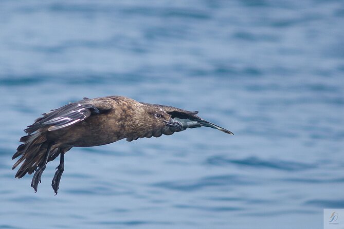 Feathers & Scales - The boat ride reality check: comfort, sea state, and what to wear